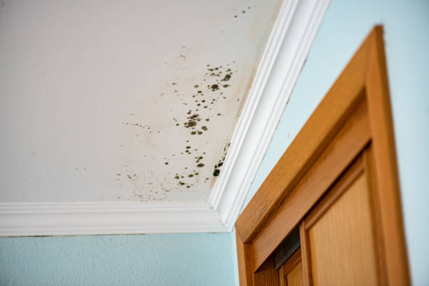 Mold Removal Process in Tarpey Village, CA