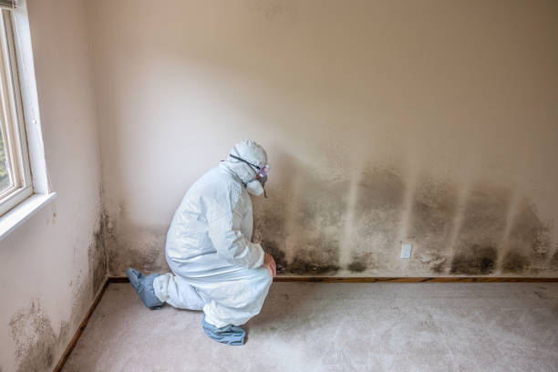 Best Professional Mold Removal  in Tarpey Village, CA