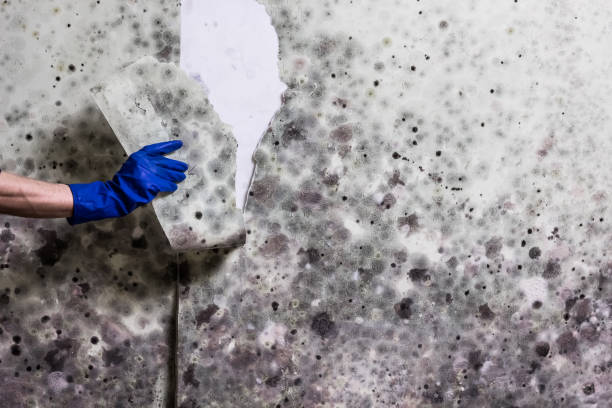 Best Attic Mold Removal  in Tarpey Village, CA