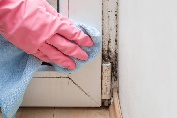Attic Mold Removal in Tarpey Village, CA