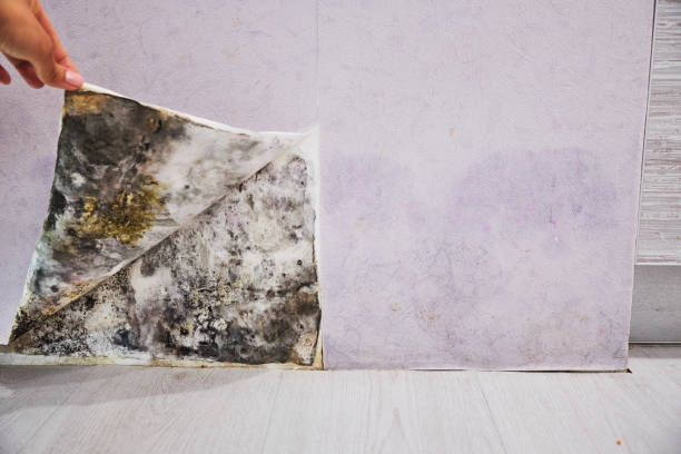 Best Mold Damage Repair  in Tarpey Village, CA